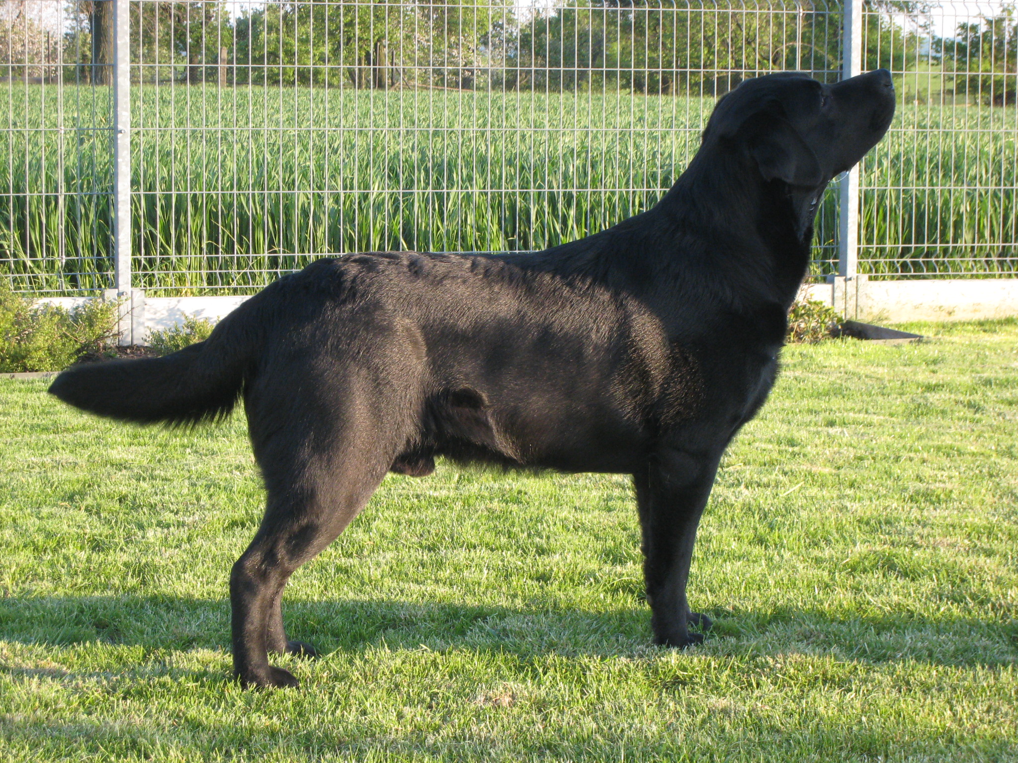 Arny vřstava HluŔÝn 2008 037.jpg